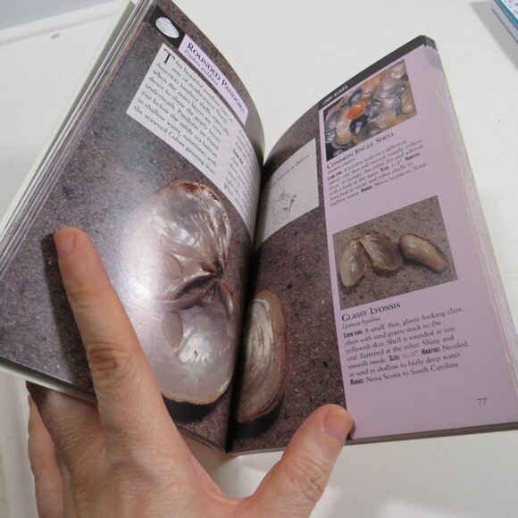 Sea Shells First Field Guide National Audubon Society 2000 LIKE NEW - Picture 14 of 15